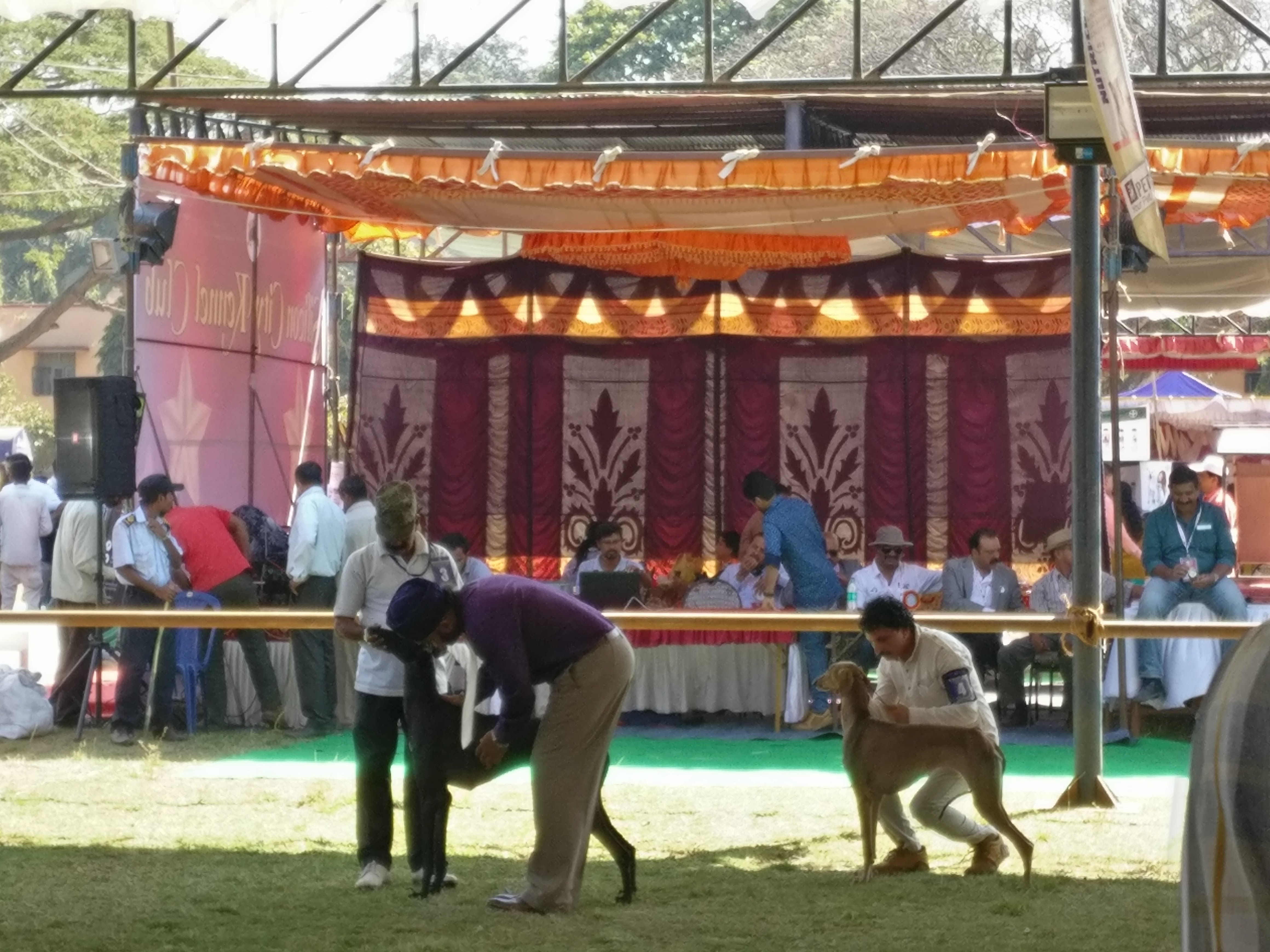 dog show 1