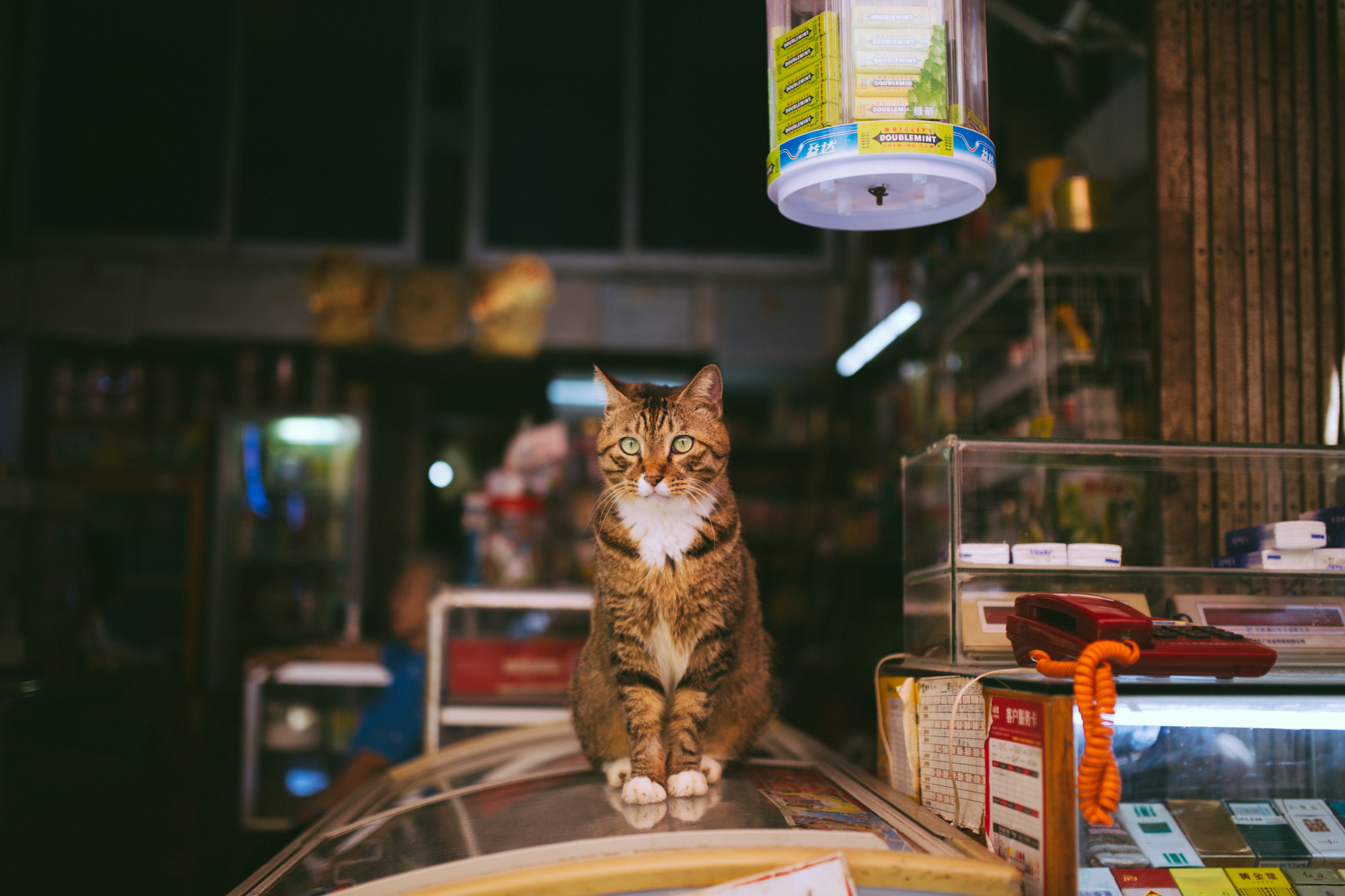 cat on table