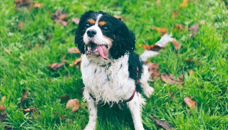 cocker spaniel