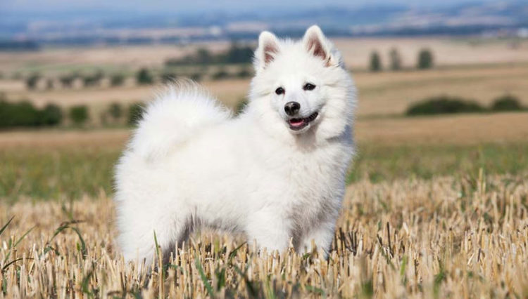 indian spitz