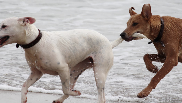 female dog mounting male dog