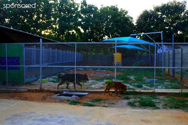 When should you board your DOG?