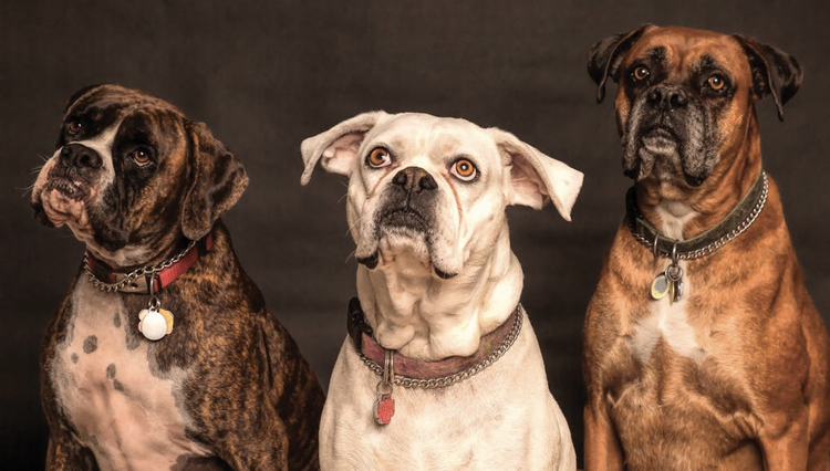 Separation anxiety study reveals petting is beneficial