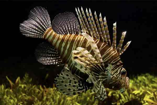 5 reasons why you must have fish as a pet