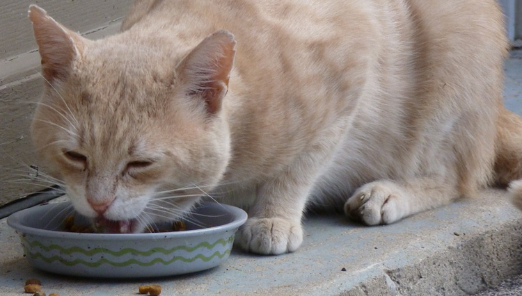 6 Superfoods you must give your cat
