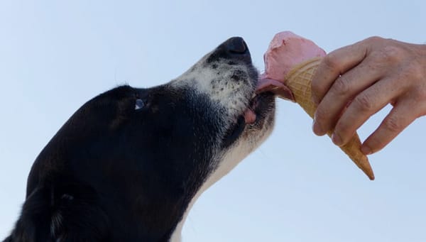 Can dogs eat ice cream?
