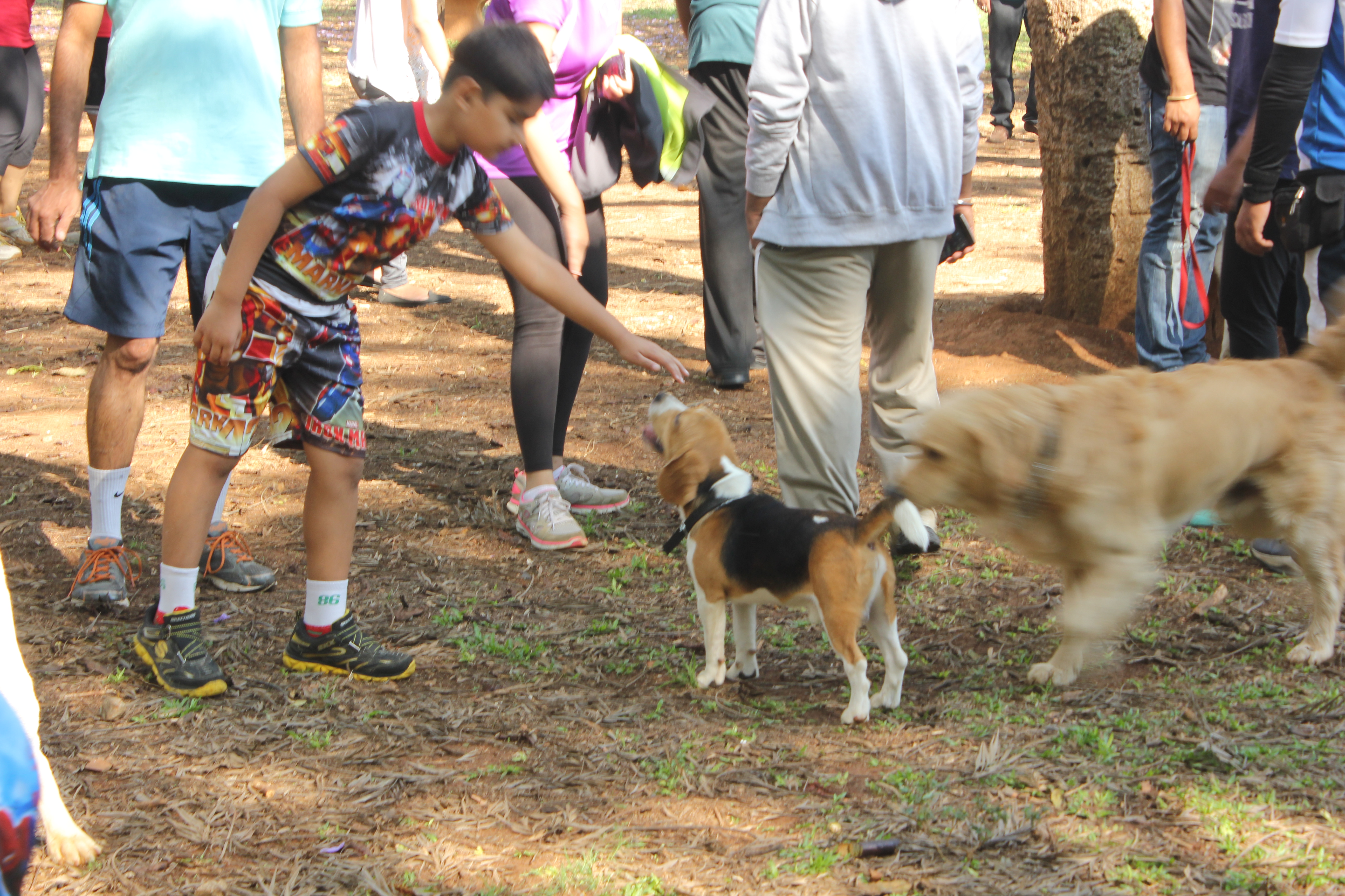 dog playing