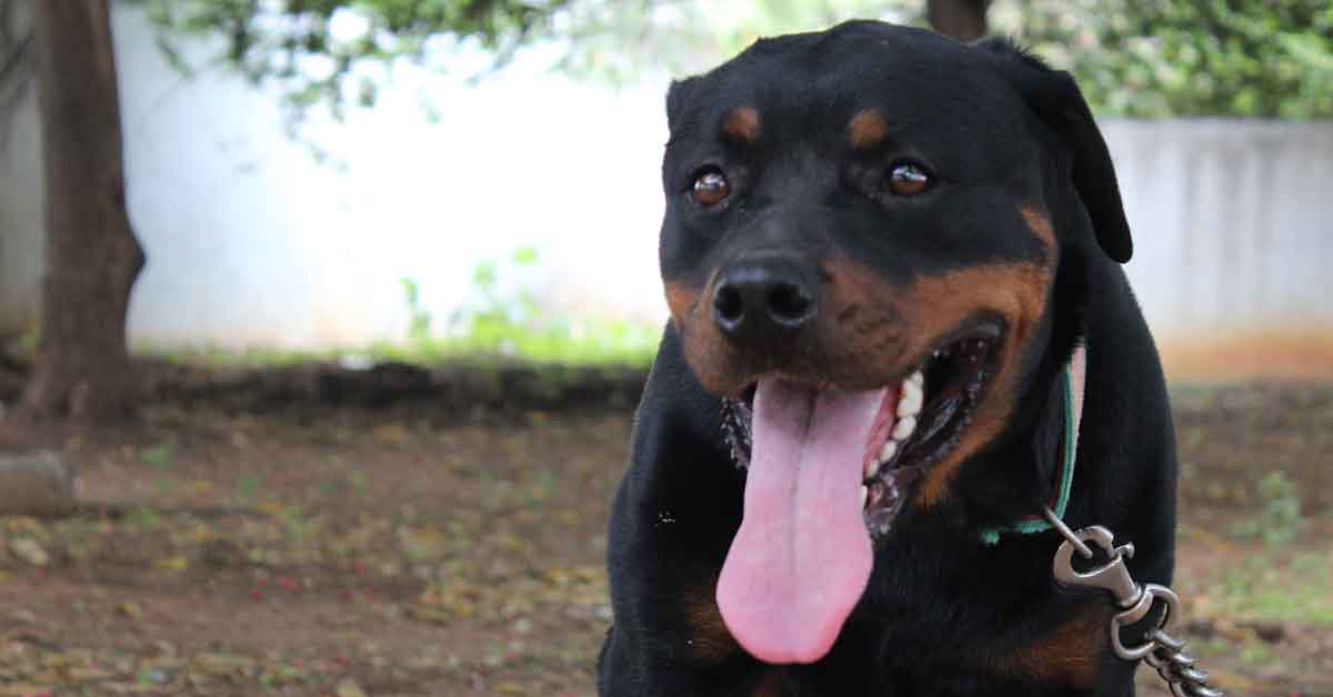 rottweiler