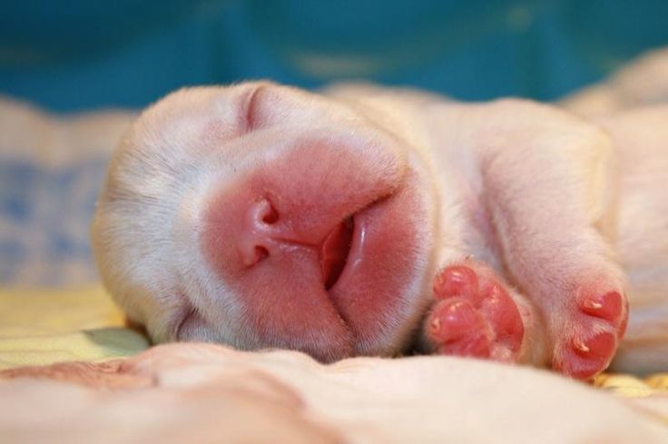 new born puppy