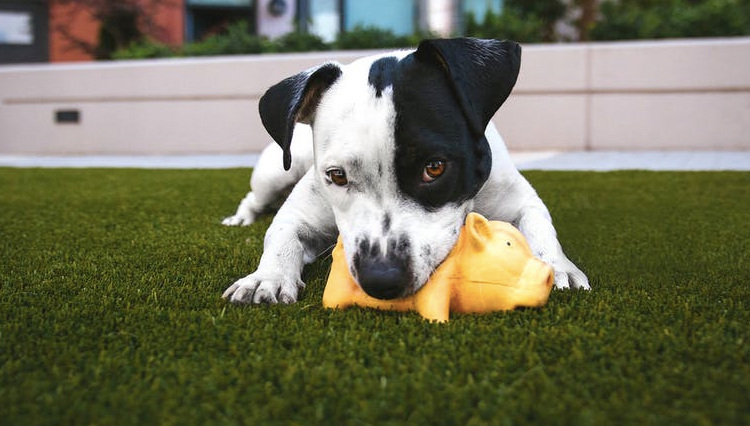 dog with toy