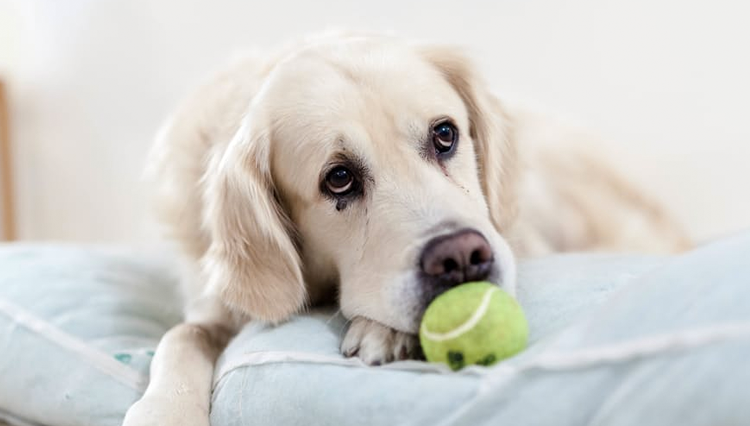 depressed dog