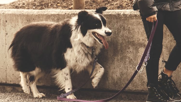 dog on leash