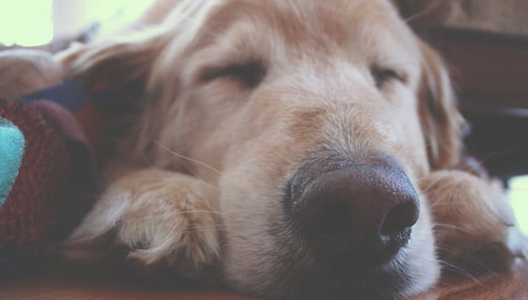 old dog