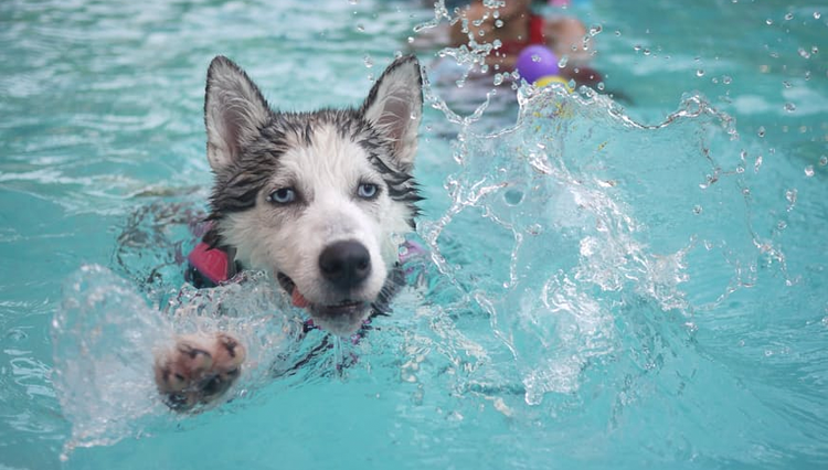 dog swimming