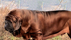 korean mastiff