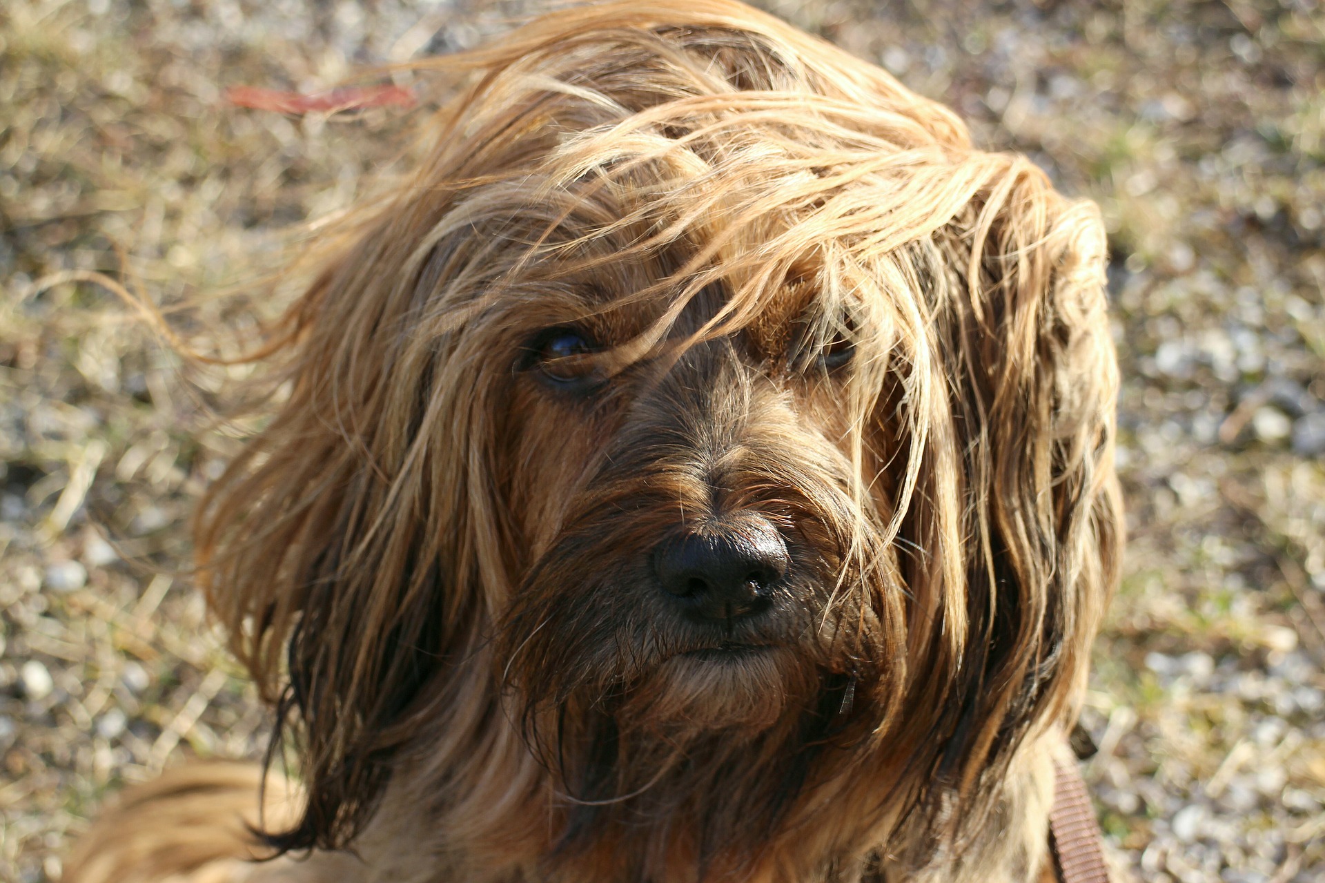 tibetan mastiff