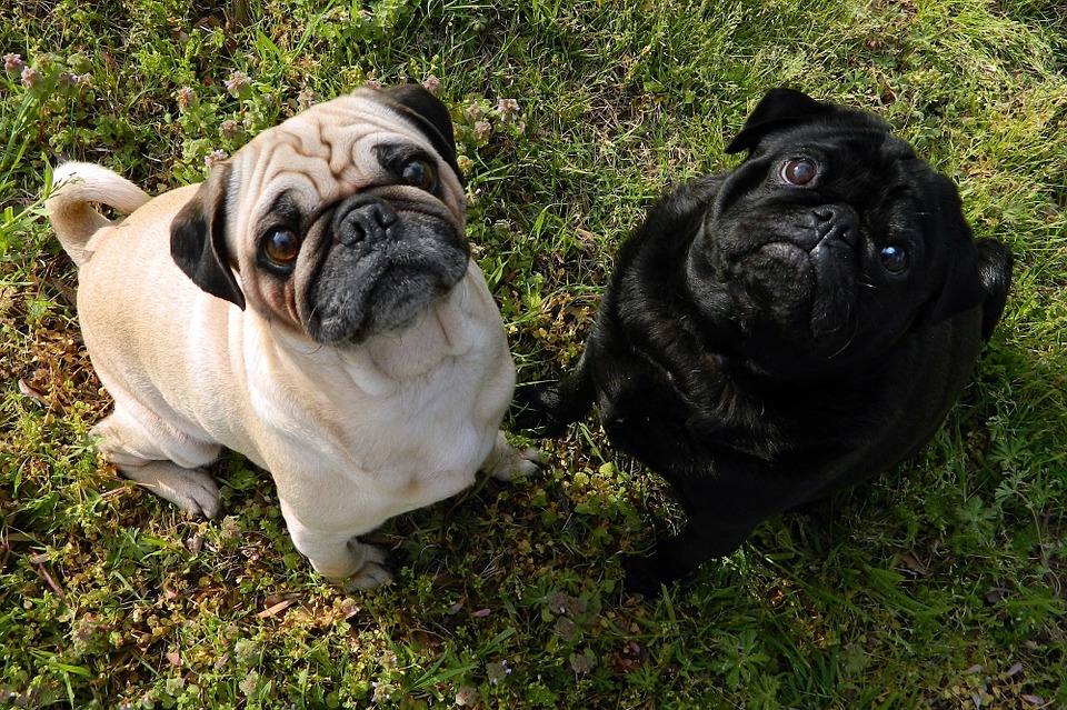 pugs