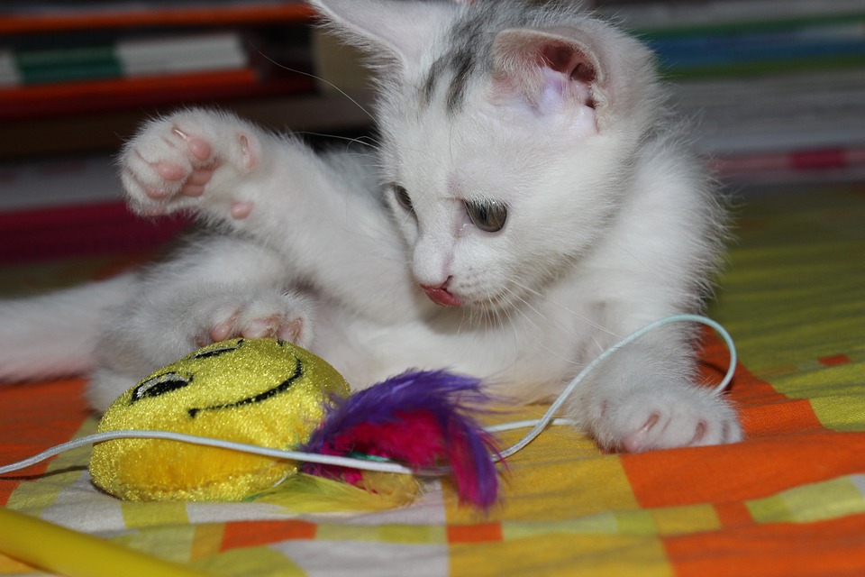 kitten playing