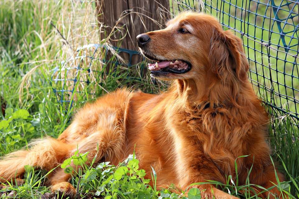 golden retreiver