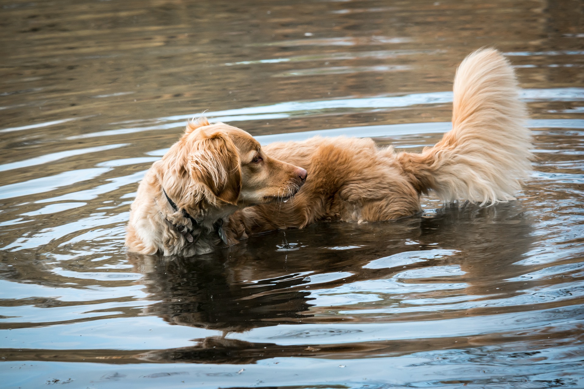 dog wagging tail