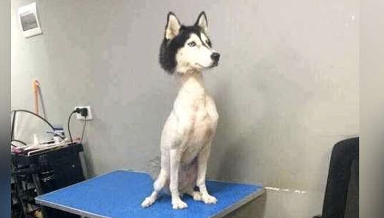 shaved husky dog