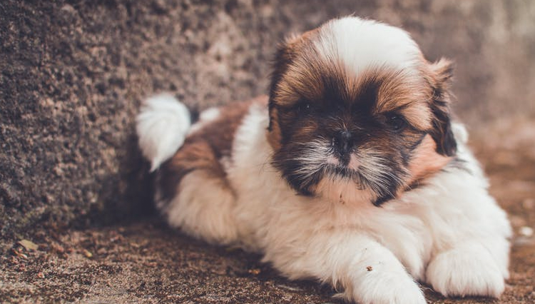 shih tzu