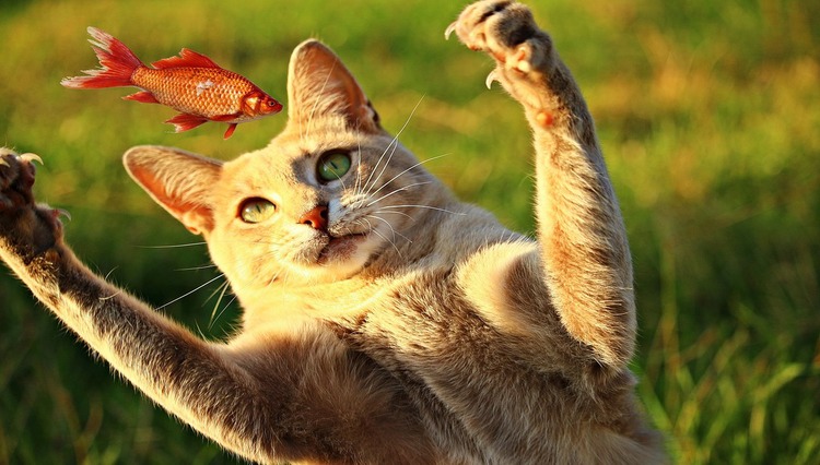 Can Cat Eat Fish Bones? 