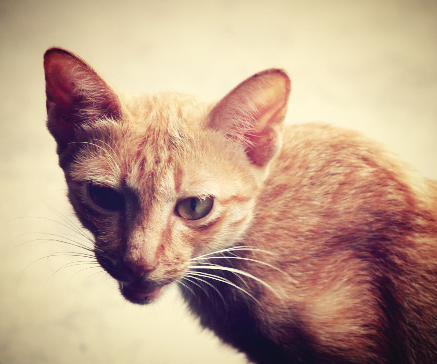 Ear infections in cats TailsLife Blog