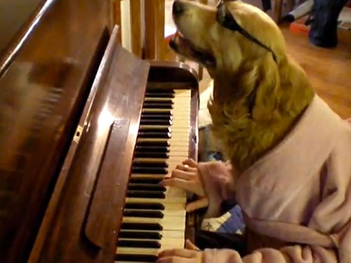 dog and music