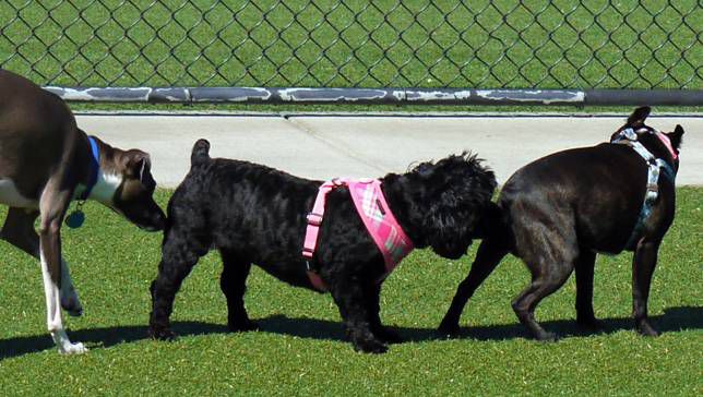 dogs sniffing dogs