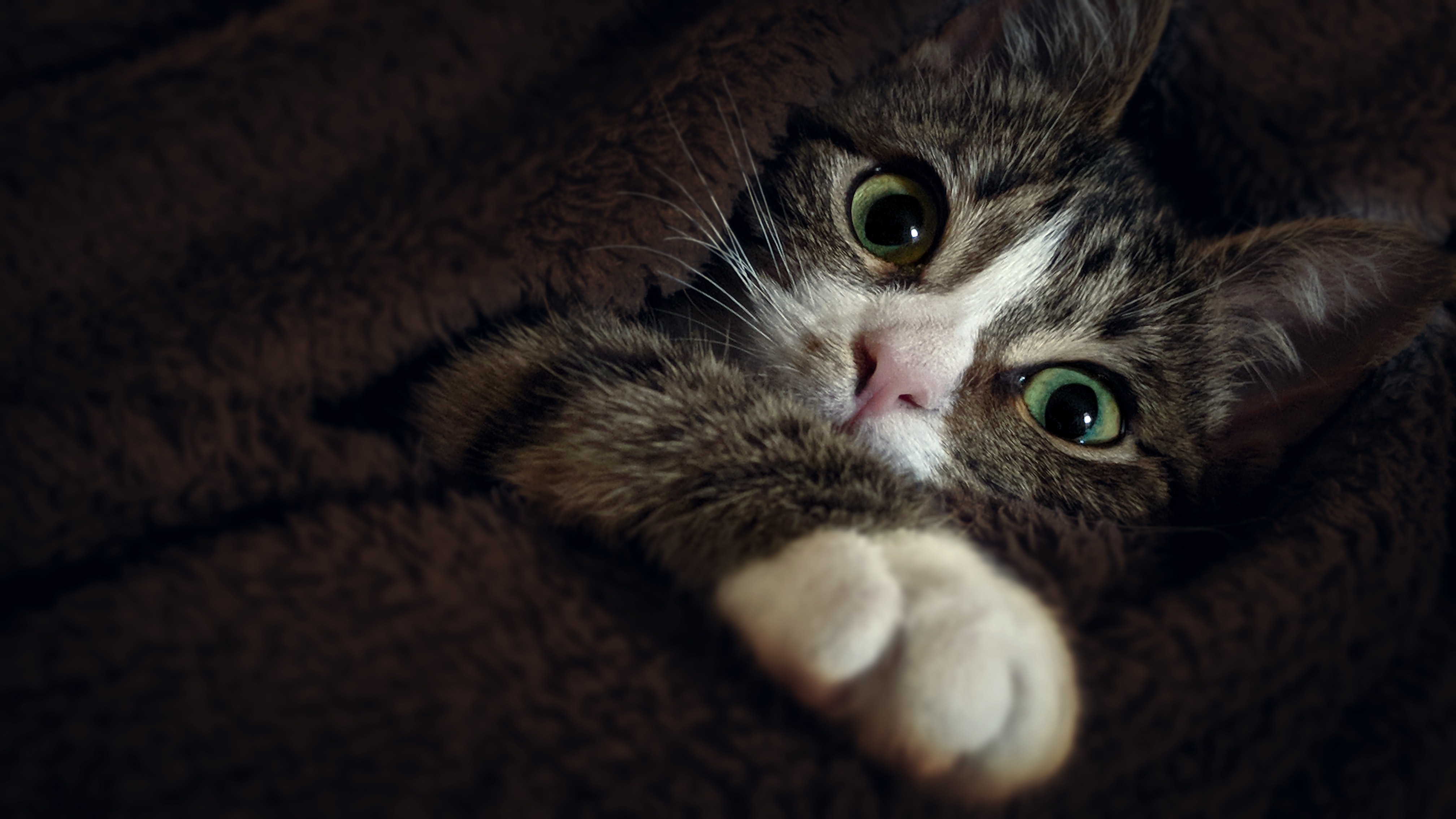 Кот обои