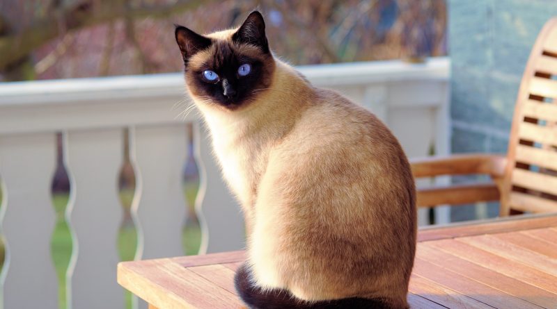 cat on table