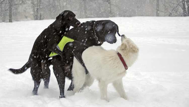 female dog mounting male dog