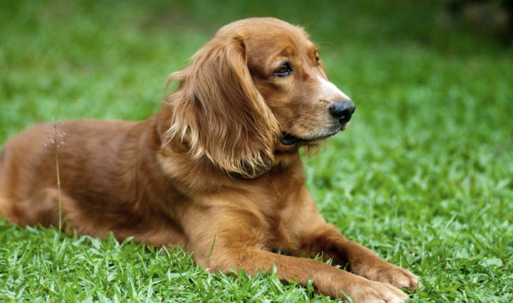 cocker spaniel