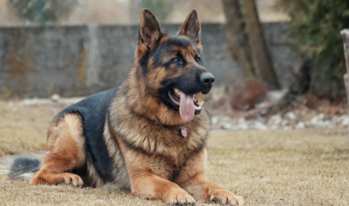 german shepherd intelligent dog