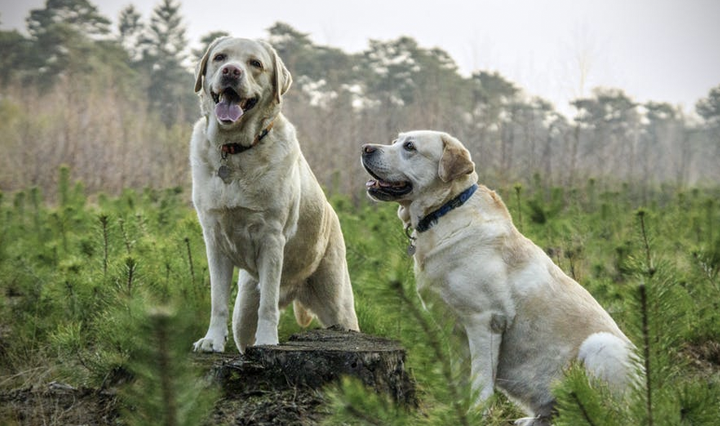 labrador