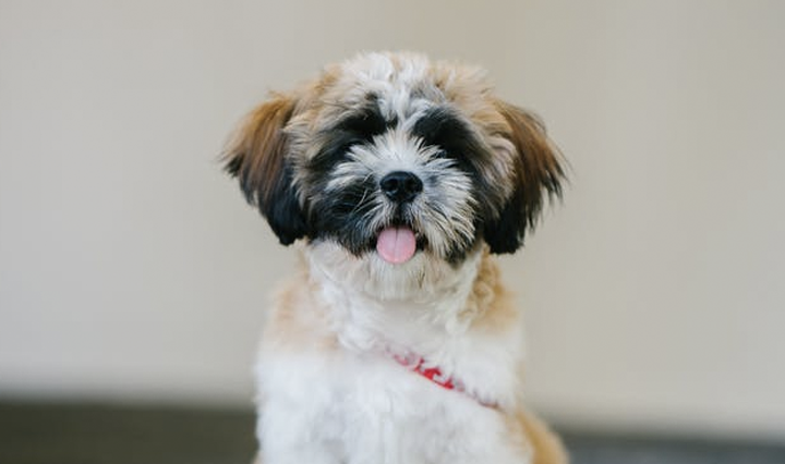 shih tzu