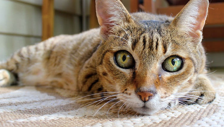 cat with hot ears