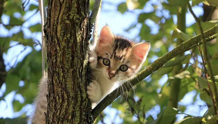 adolescent cat